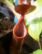 Nepenthes sanguinea 2